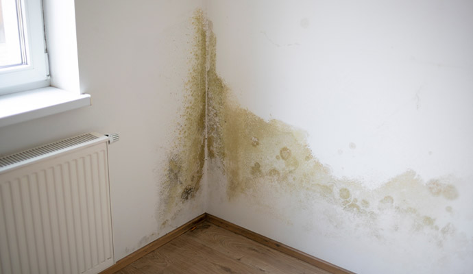 Mold damaged wall corner