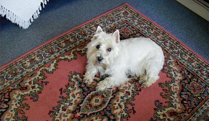 White dog resting on patterned area rug